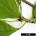 SpeciesSub: var. wilsonii